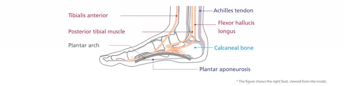 кости на стъпалото